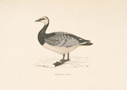 Barnacle Goose