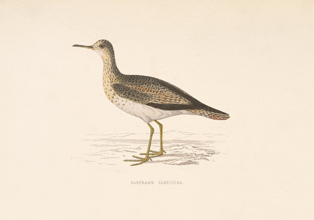 Bartrams Sandpiper