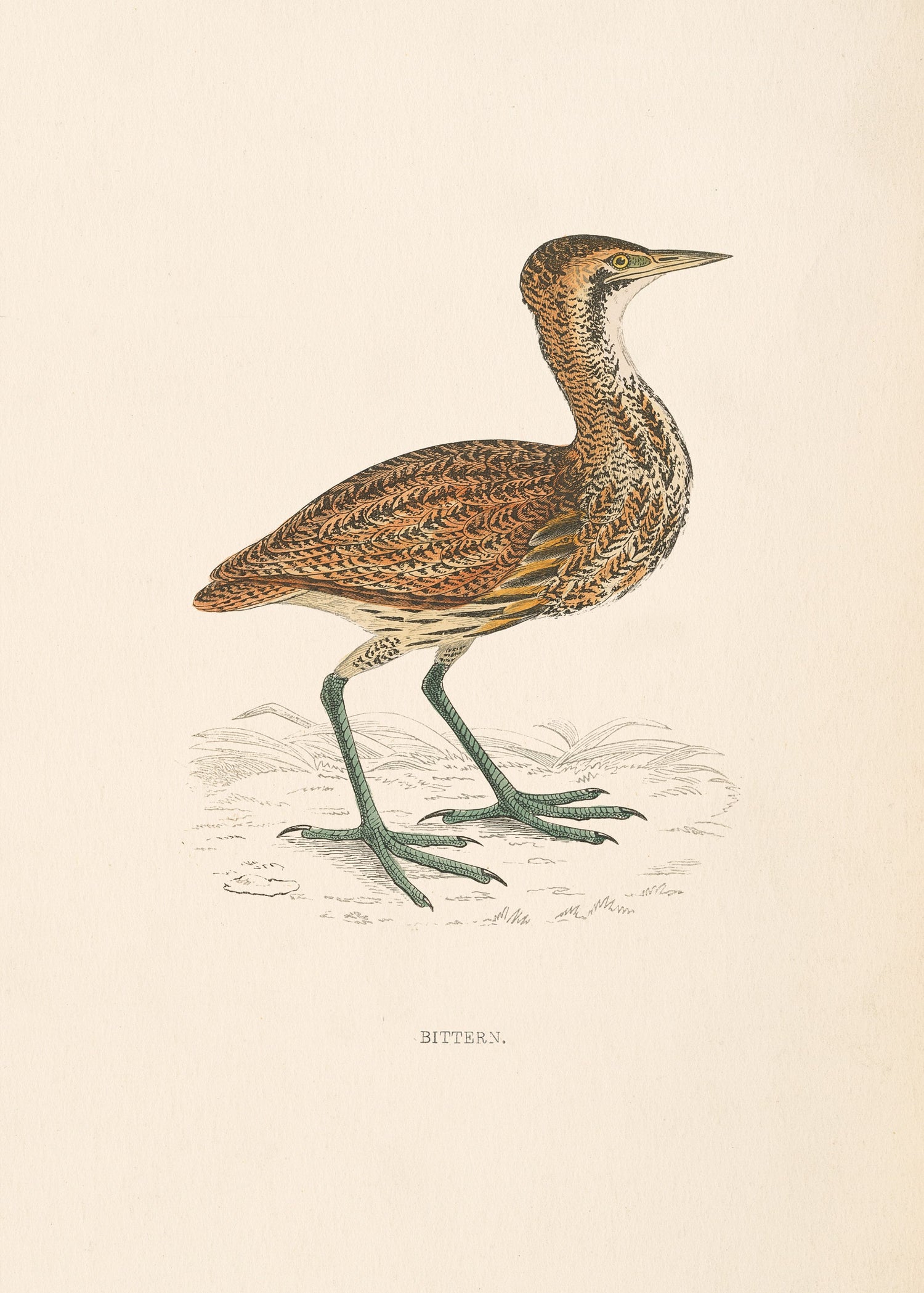 Bittern
