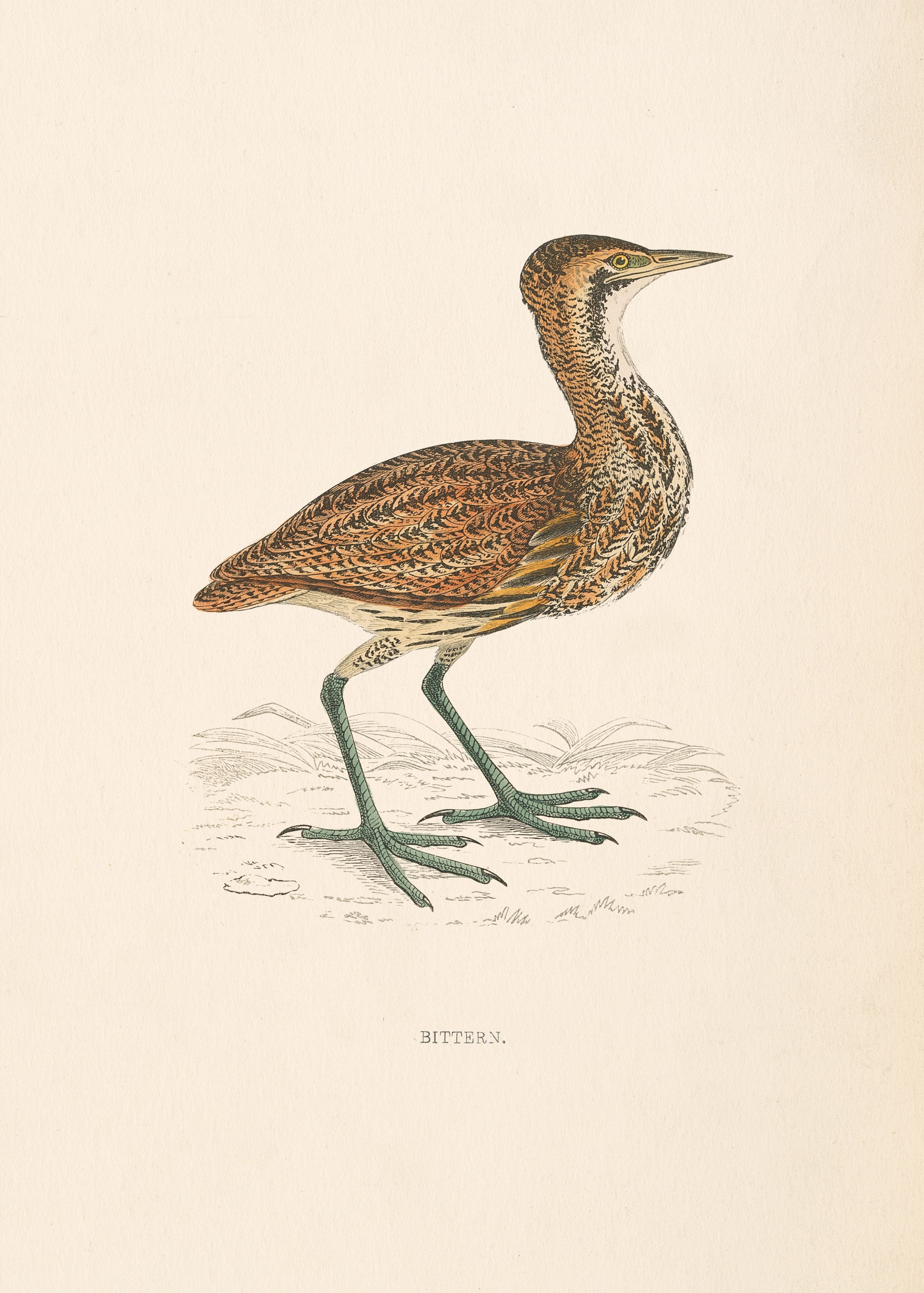 Bittern