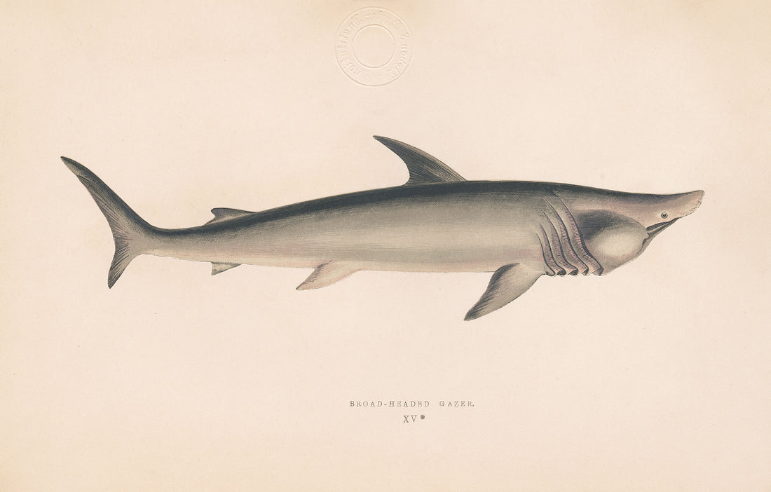 Broad-Headed Gazer Shark