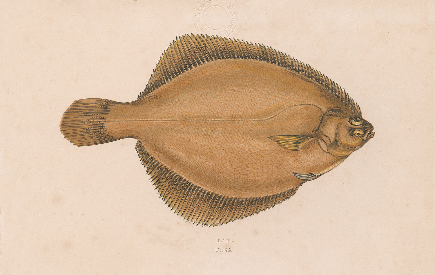 Ugly Fish (Series)