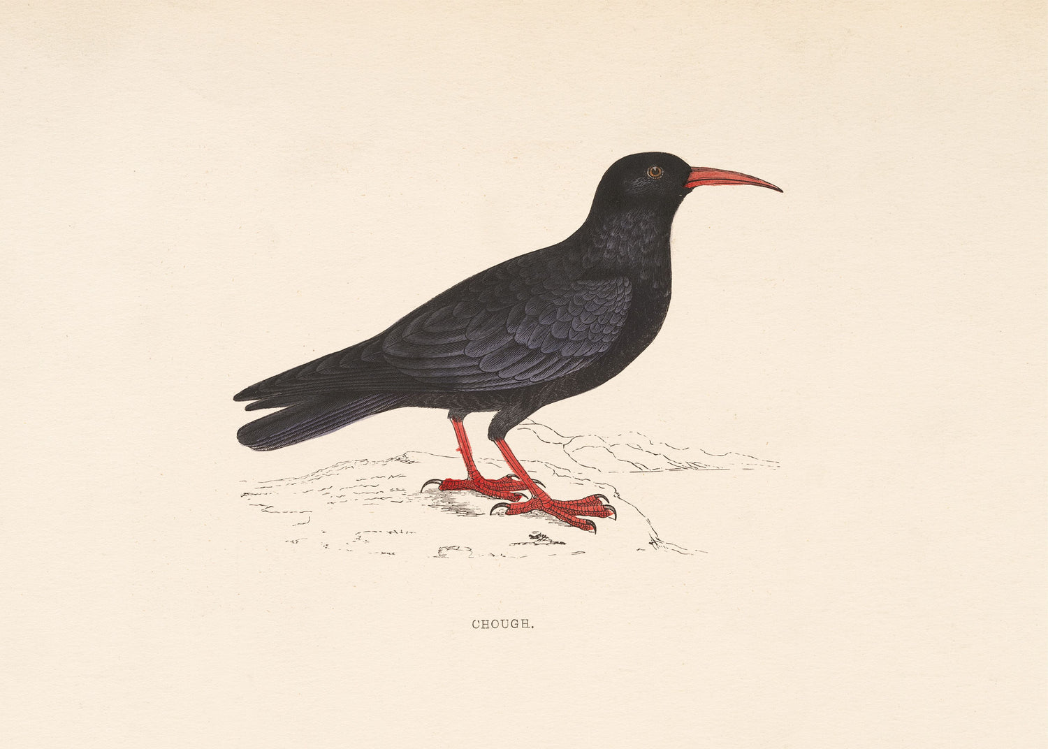Chough