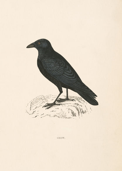 Crow