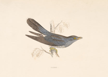 Cuckoo