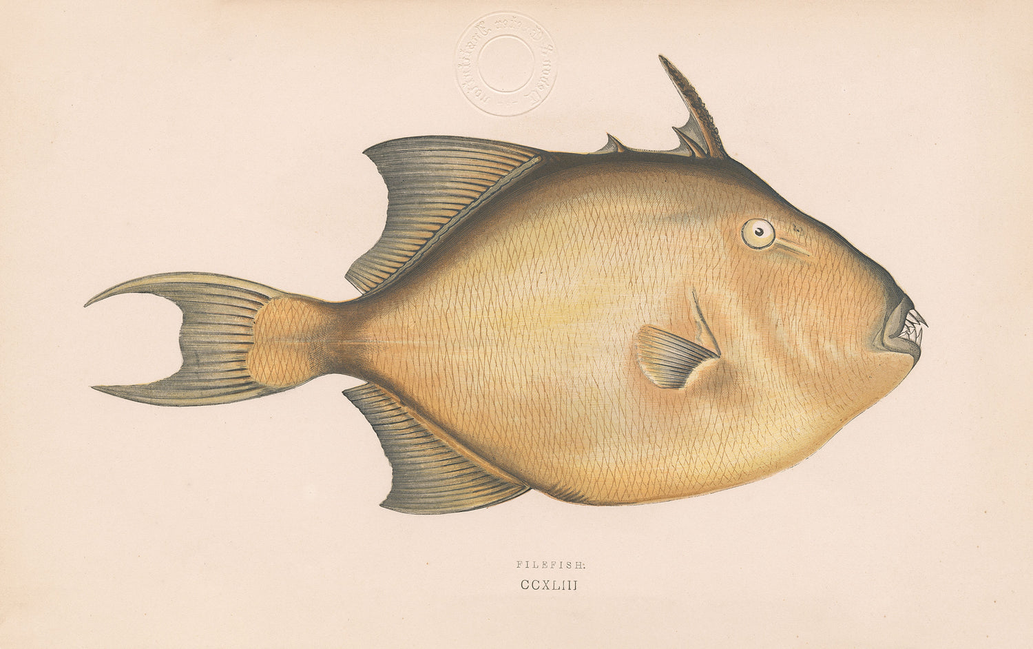 Ugly Fish (Series)