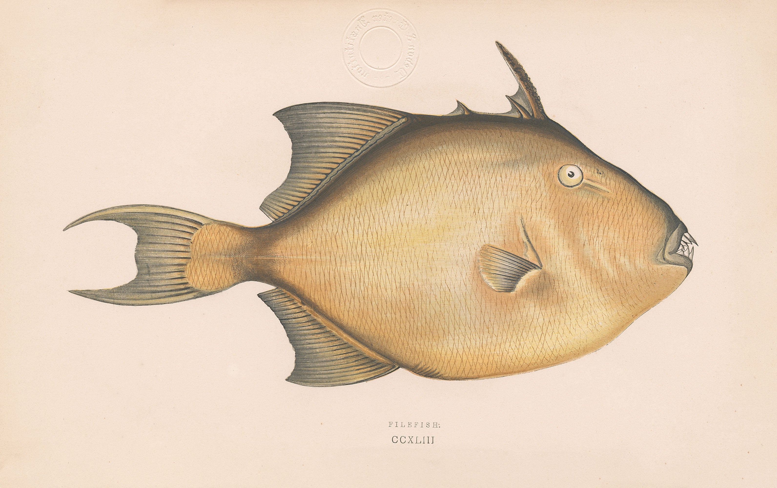 Ugly Fish (Series)