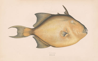 Ugly Fish (Series)