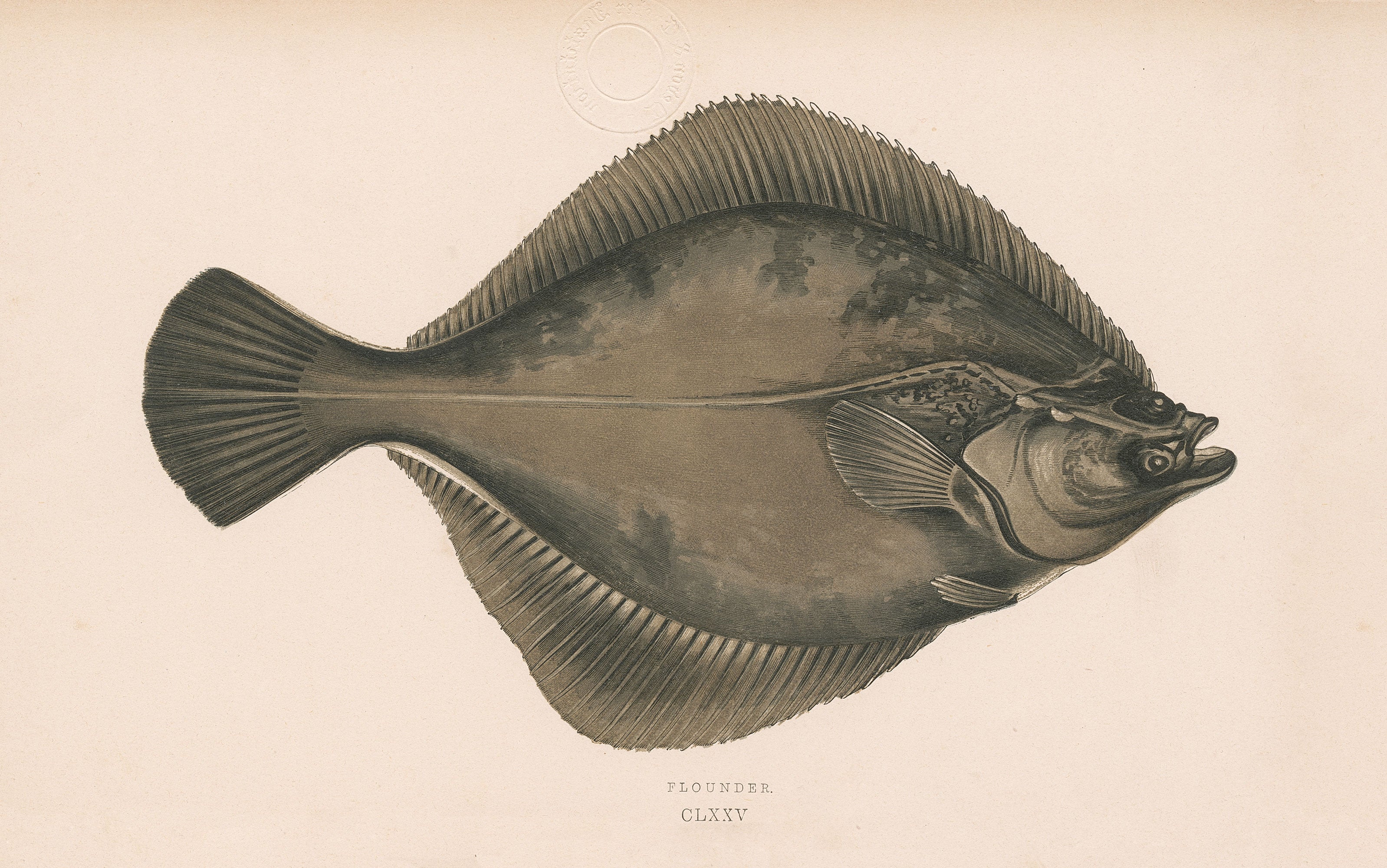 Ugly Fish (Series)