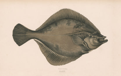 Ugly Fish (Series)