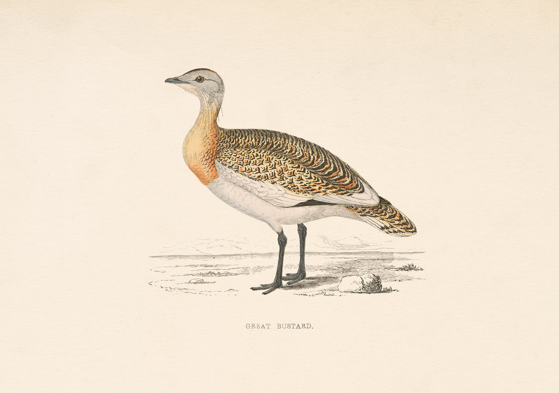 Great Bustard