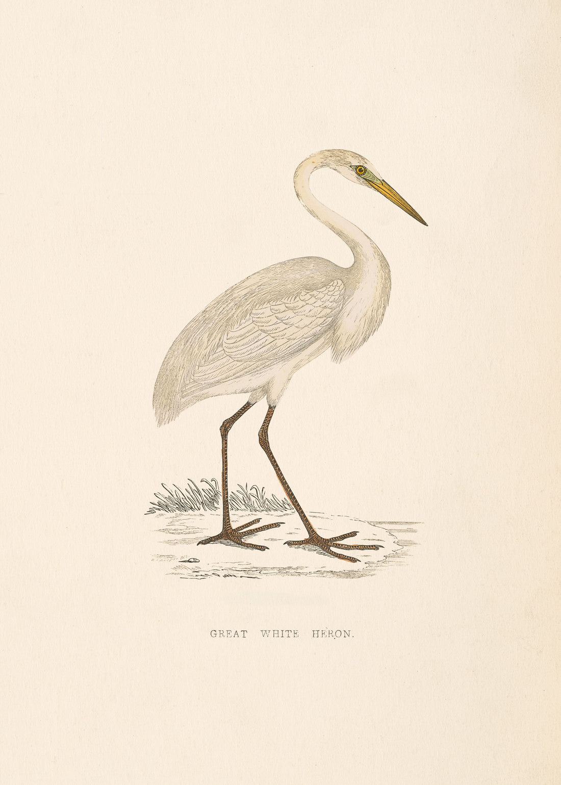 Great White Heron