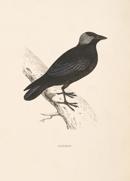 Jackdaw