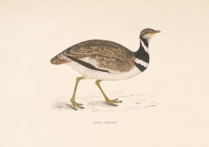 Little Bustard