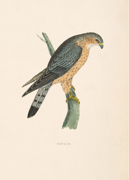 Merlin