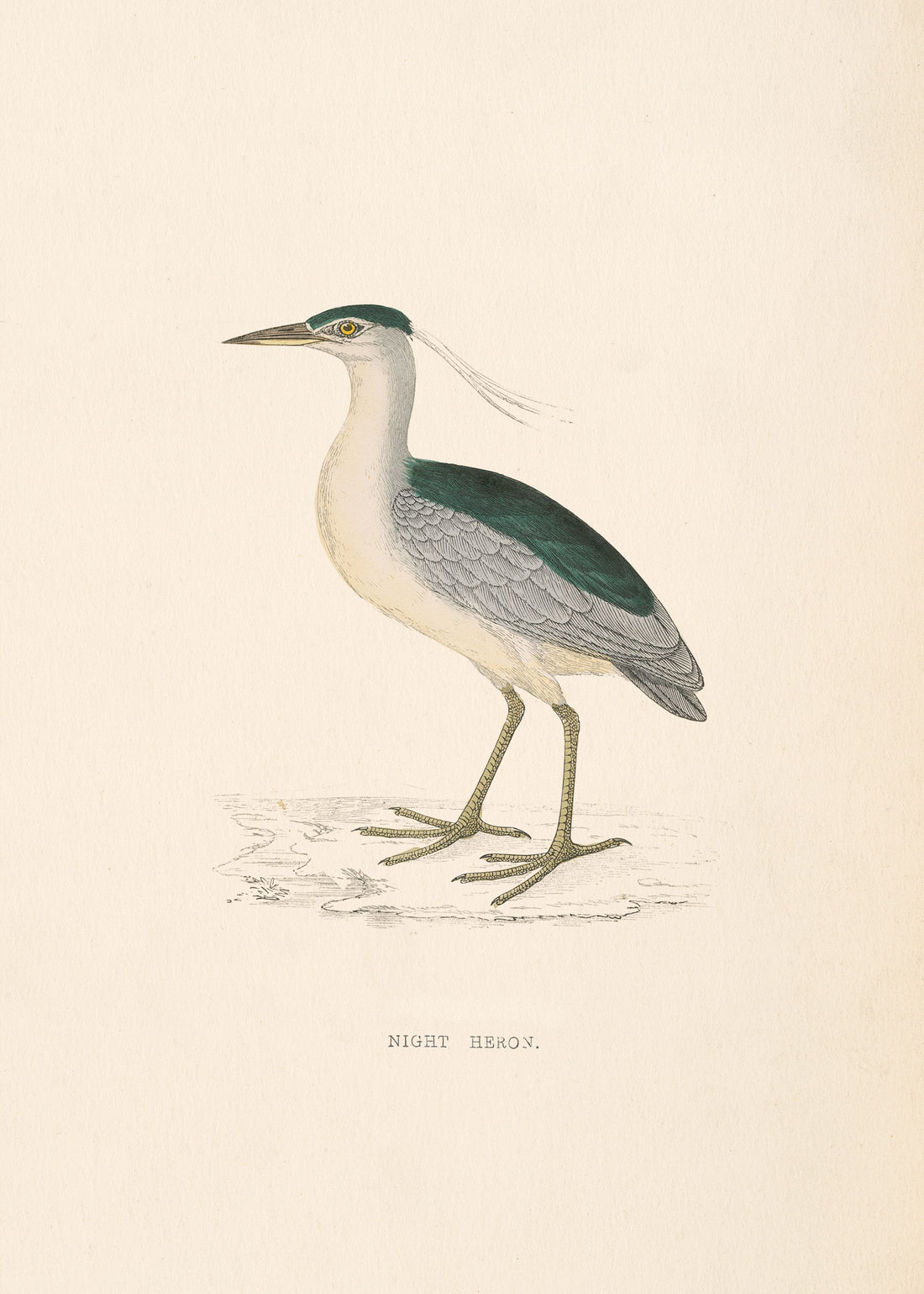 Night Heron