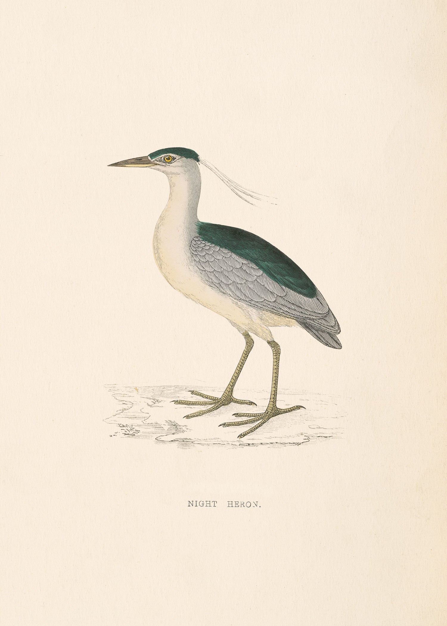 Night Heron