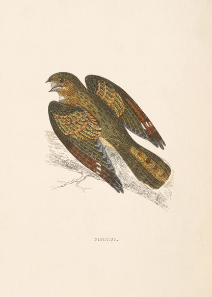 Nightjar