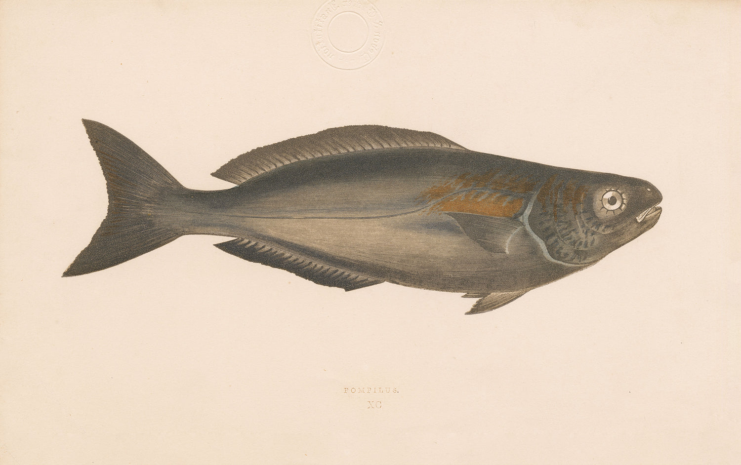 Ugly Fish (Series)