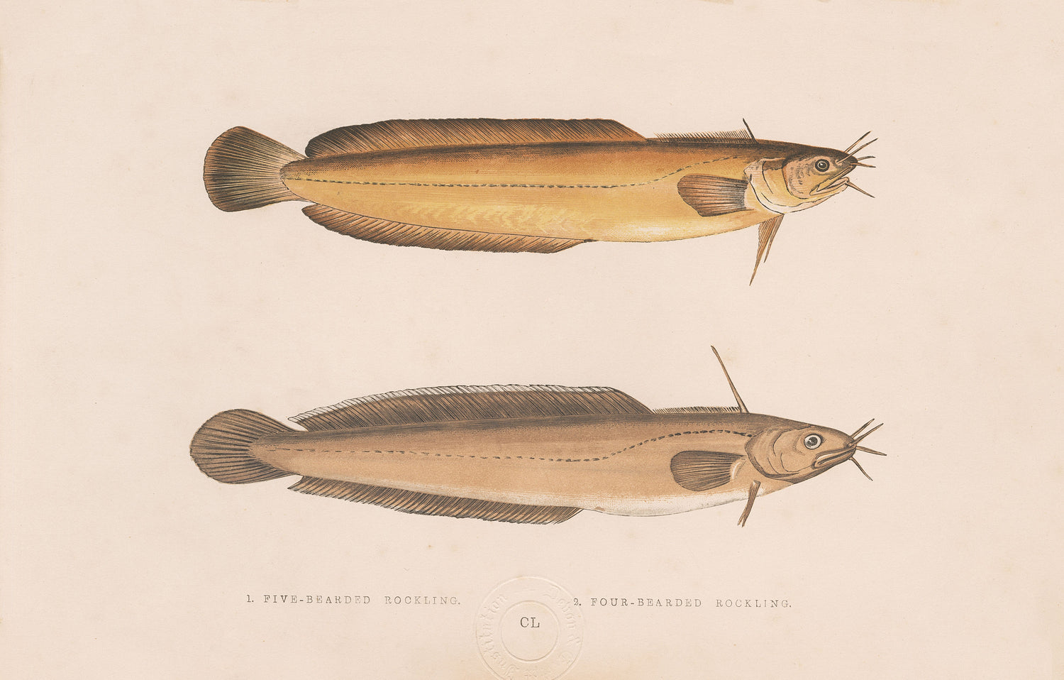 Ugly Fish (Series)