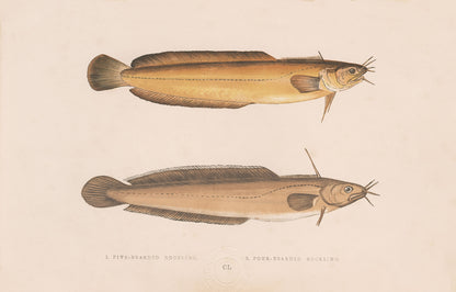 Ugly Fish (Series)