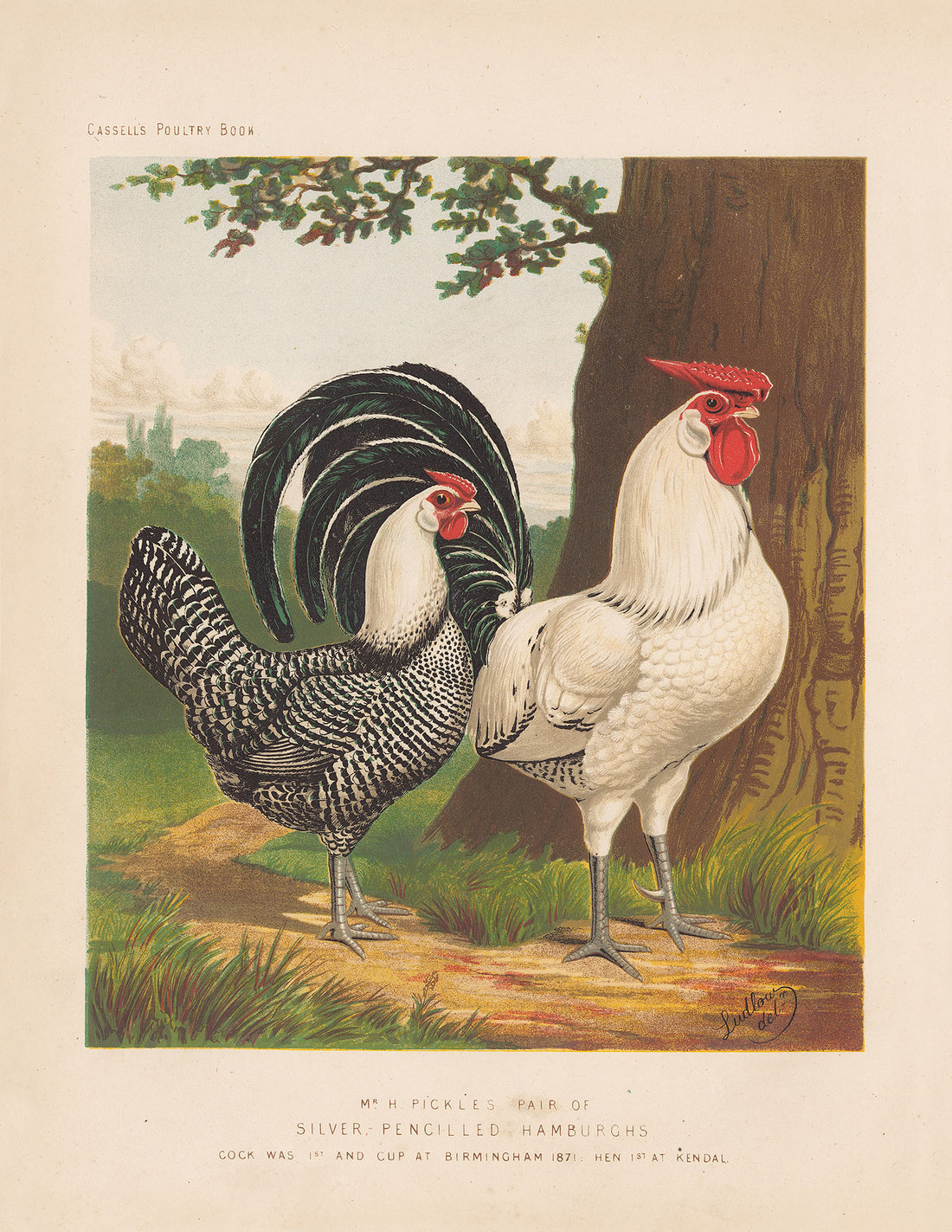 Silver Pencilled Hamburghs