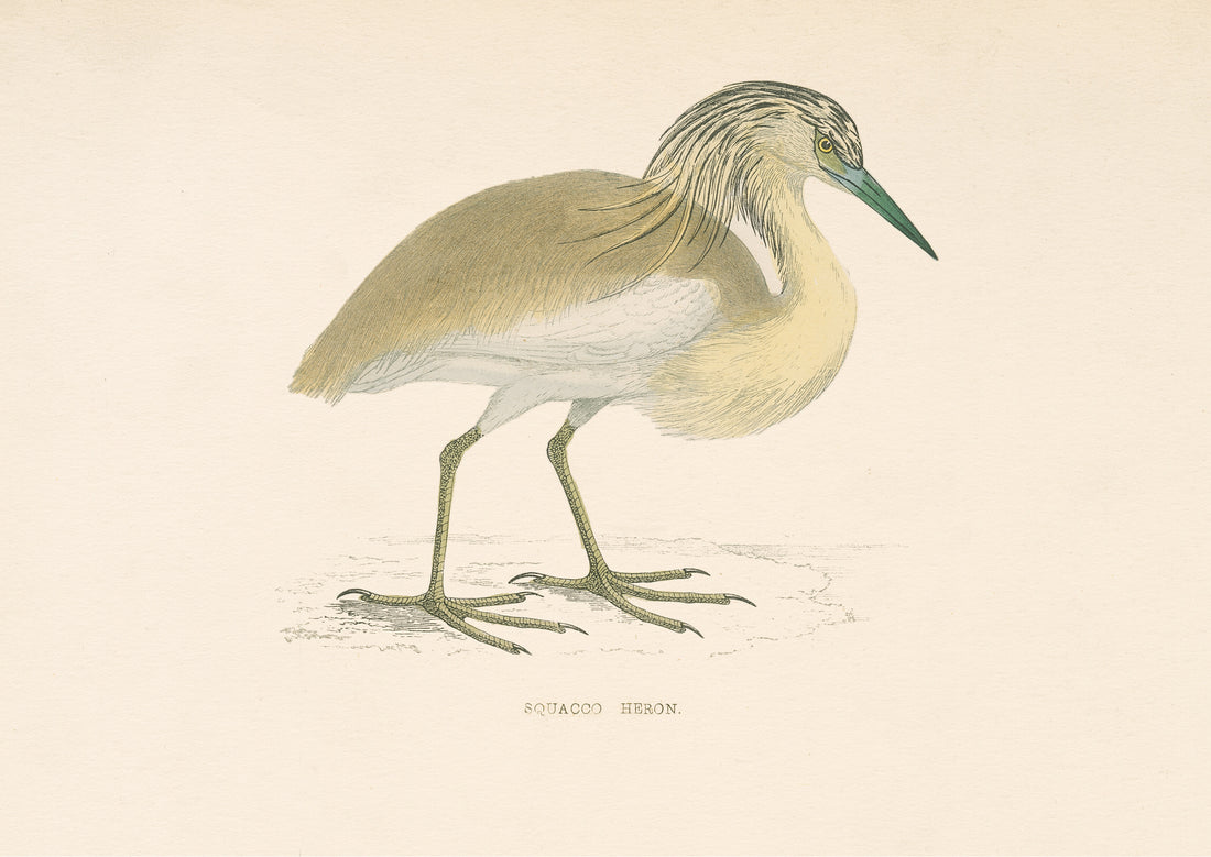 Squacco Heron