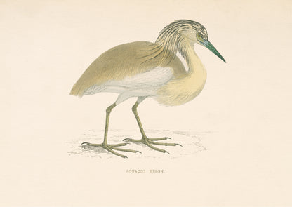 Squacco Heron