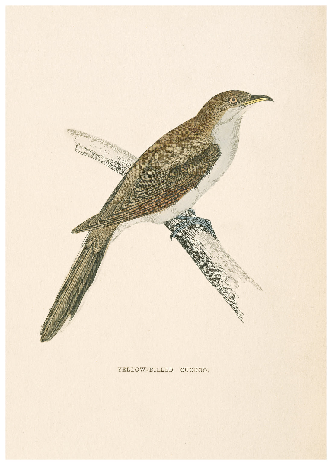 A History of British Birds (Series I)
