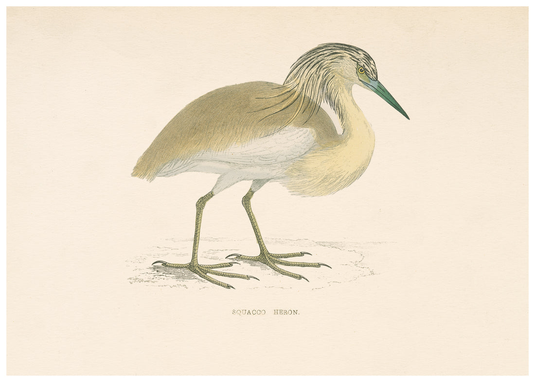 A History of British Birds (Series II)