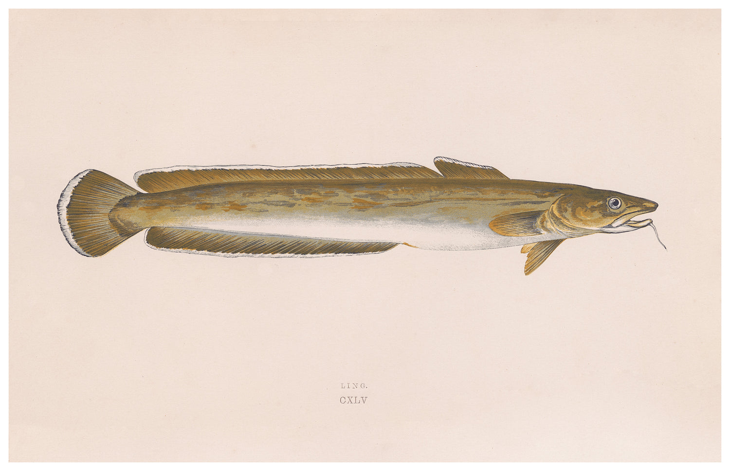 Ugly Fish (Series)