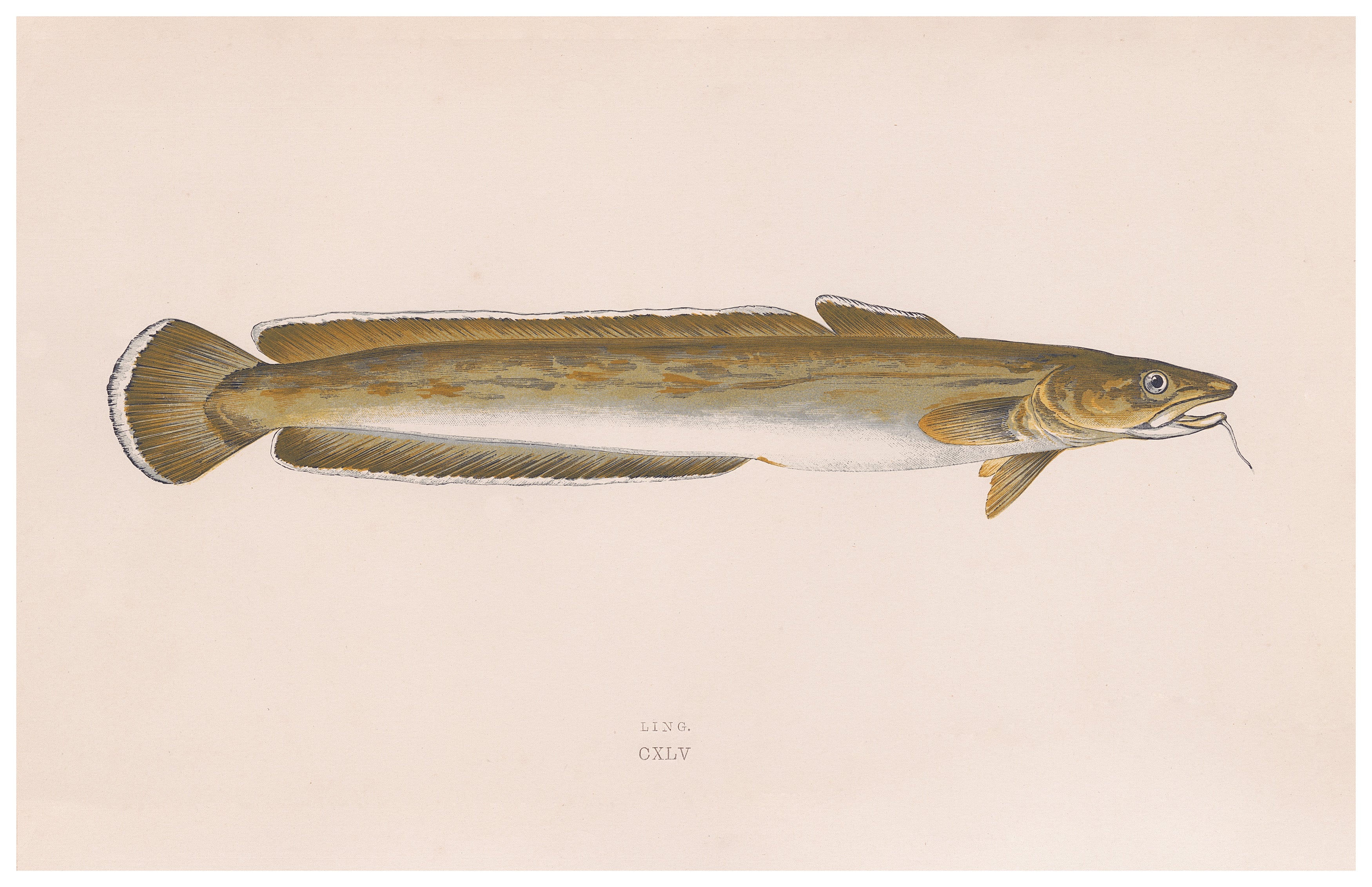 Ugly Fish (Series)