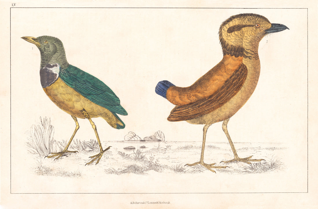 Breves (The History of the Earth)