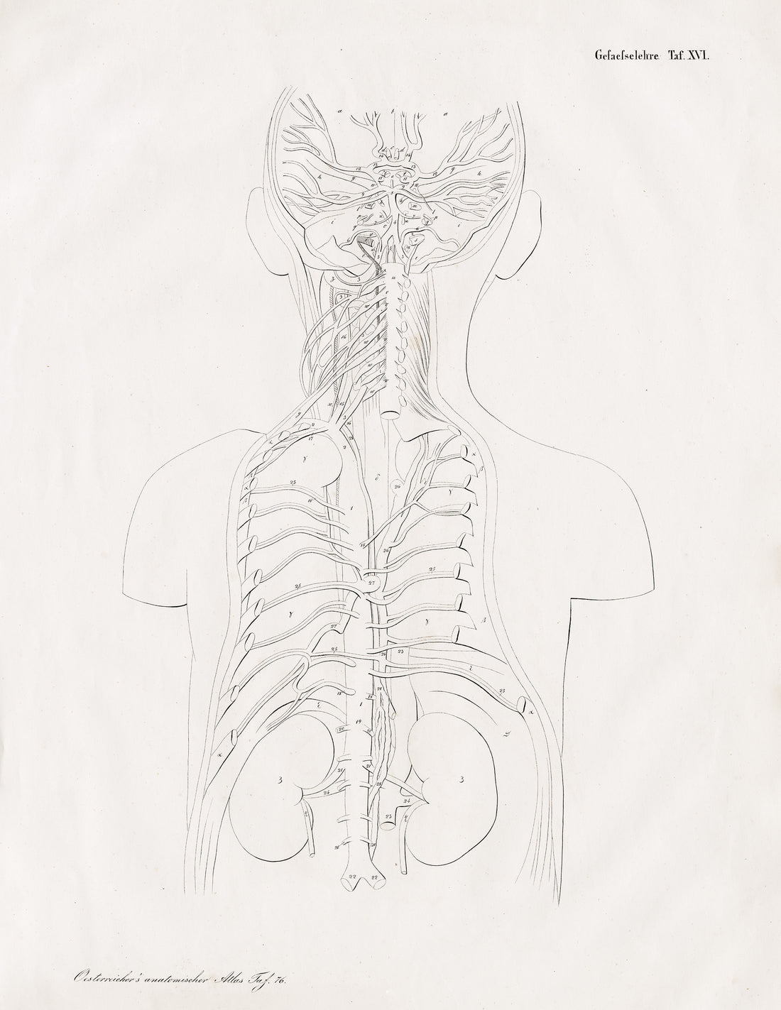 Anatomical Atlas (Series)