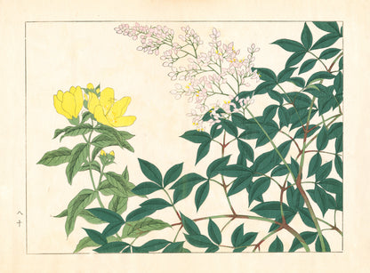 Summer Flowers