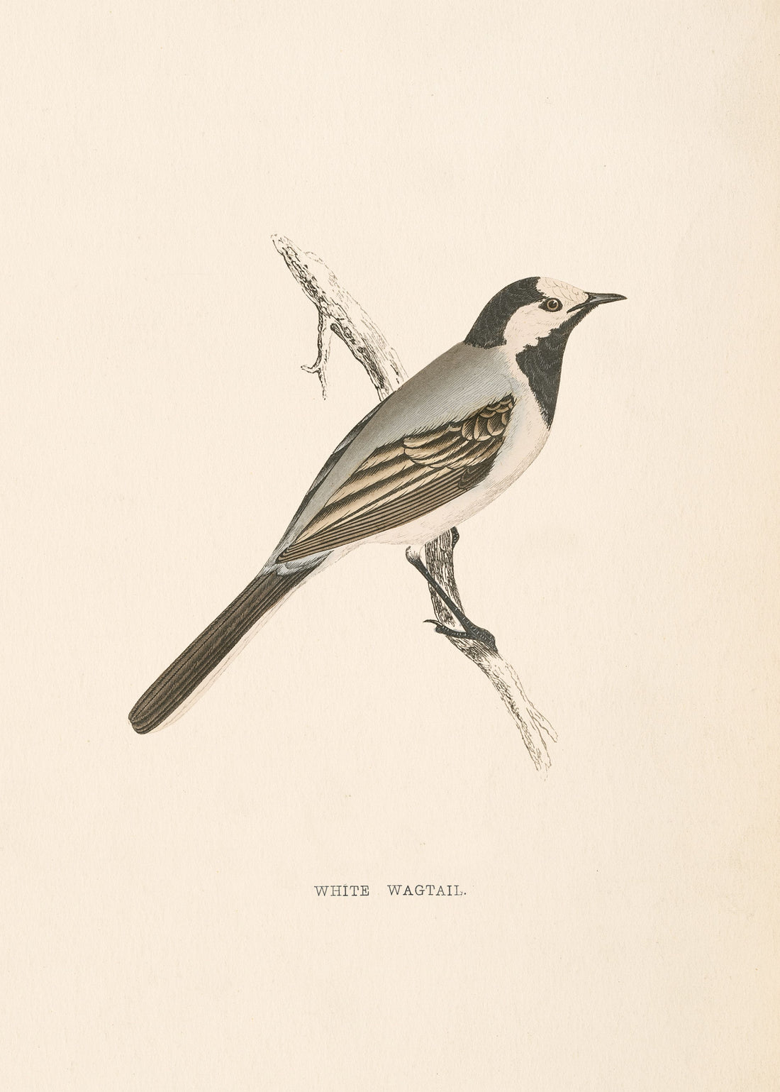 White Wagtail