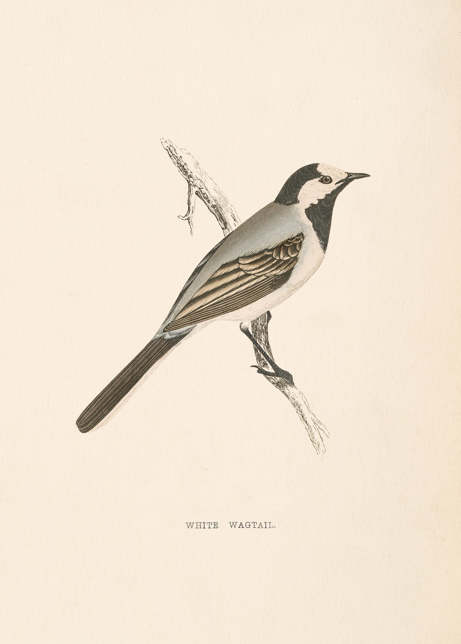 White Wagtail