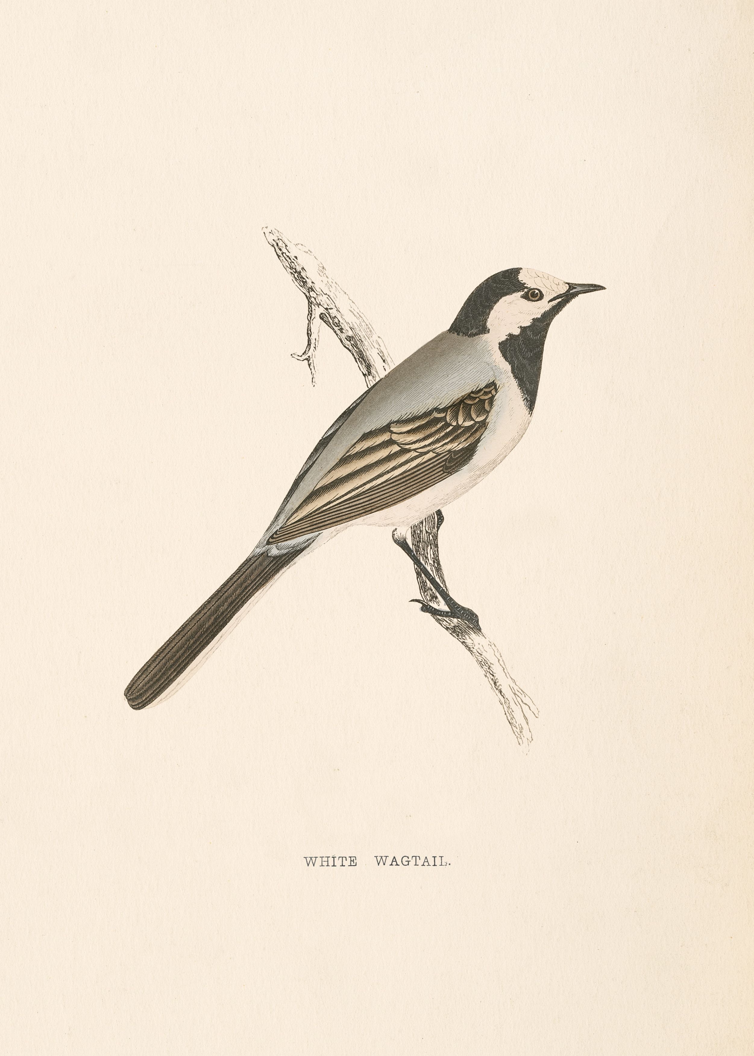 White Wagtail