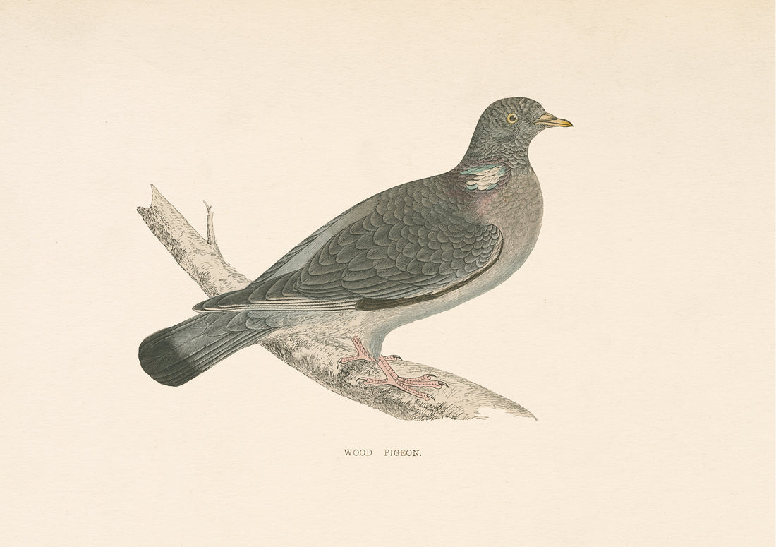 Wood Pigeon