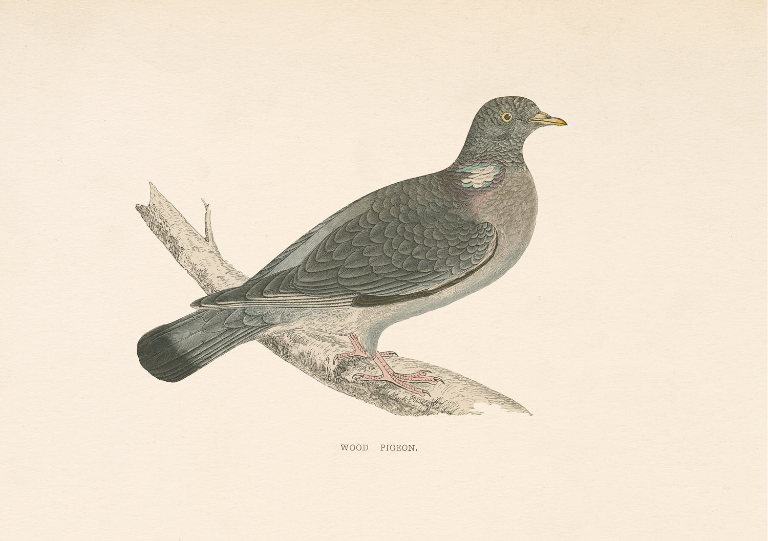Wood Pigeon