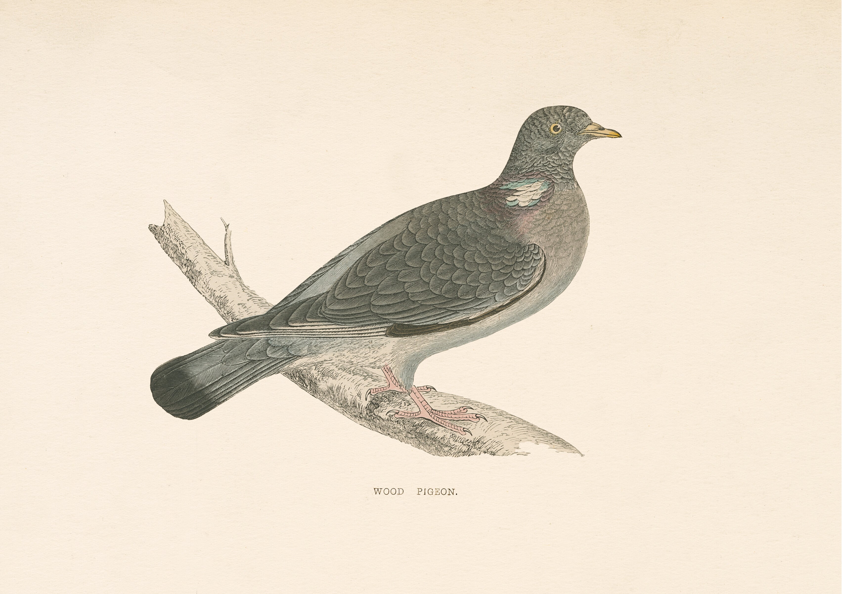 Wood Pigeon