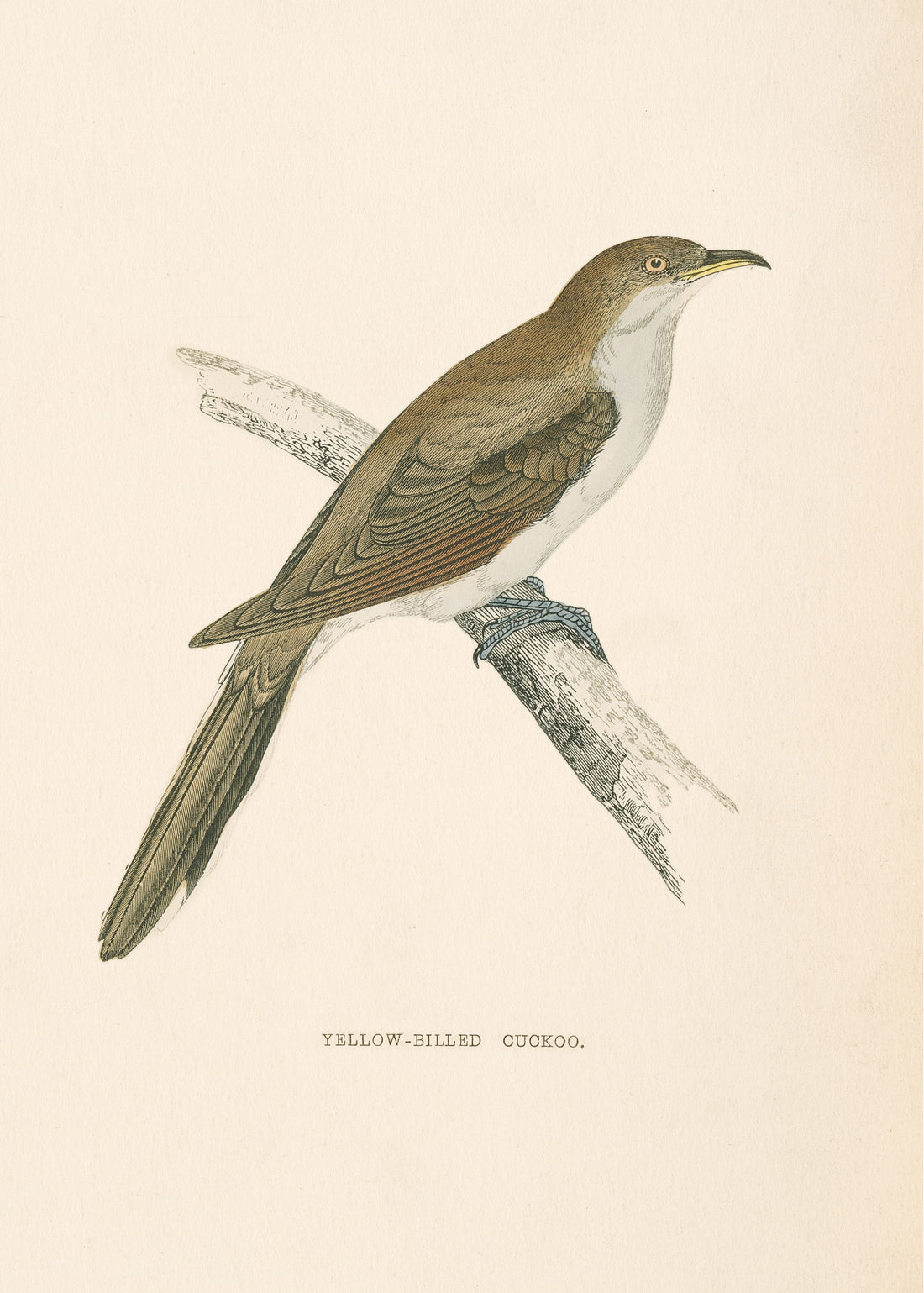 Yellow Billed Cuckoo
