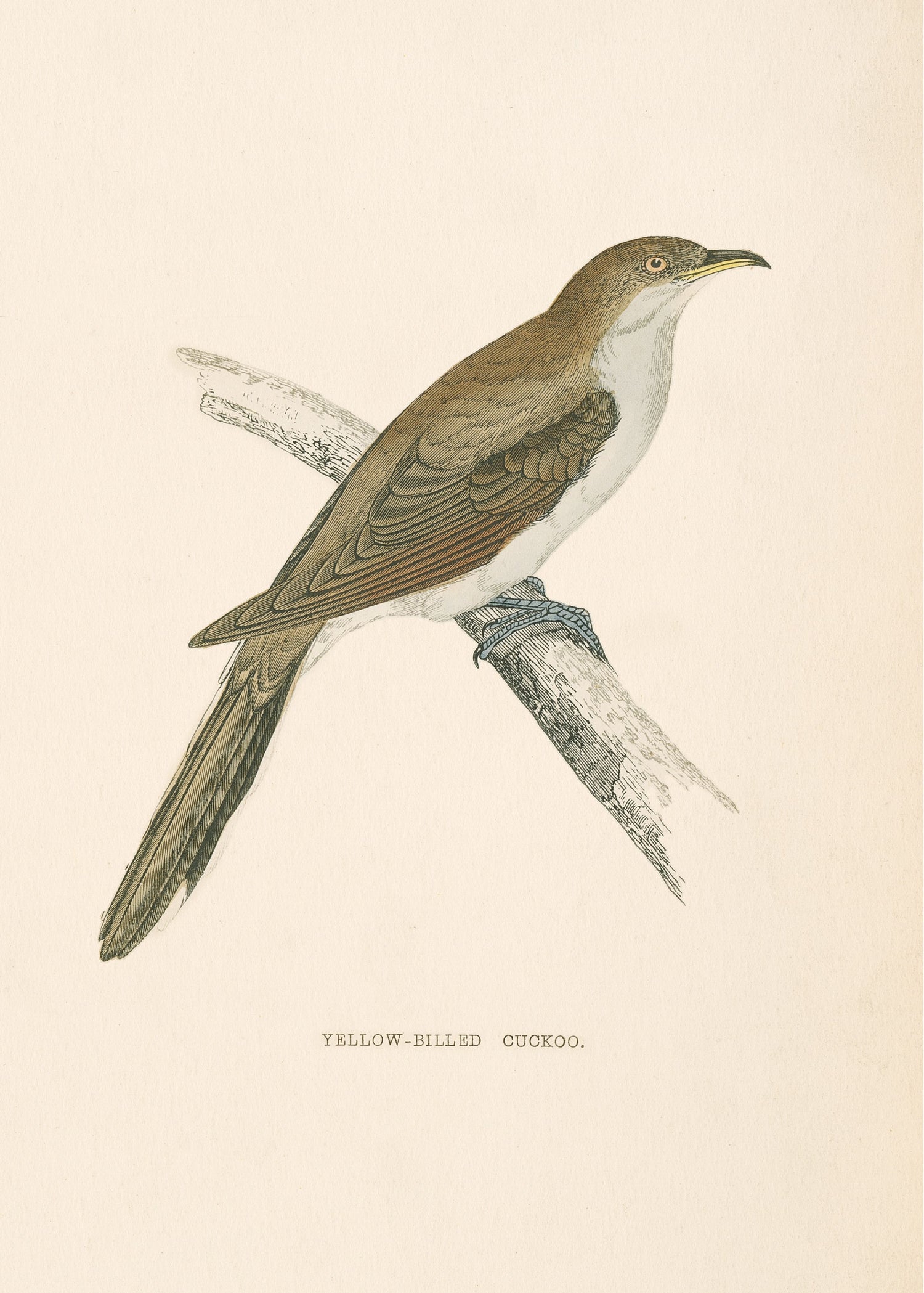 Yellow Billed Cuckoo