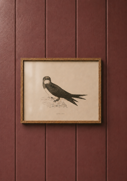 Alpine Swift