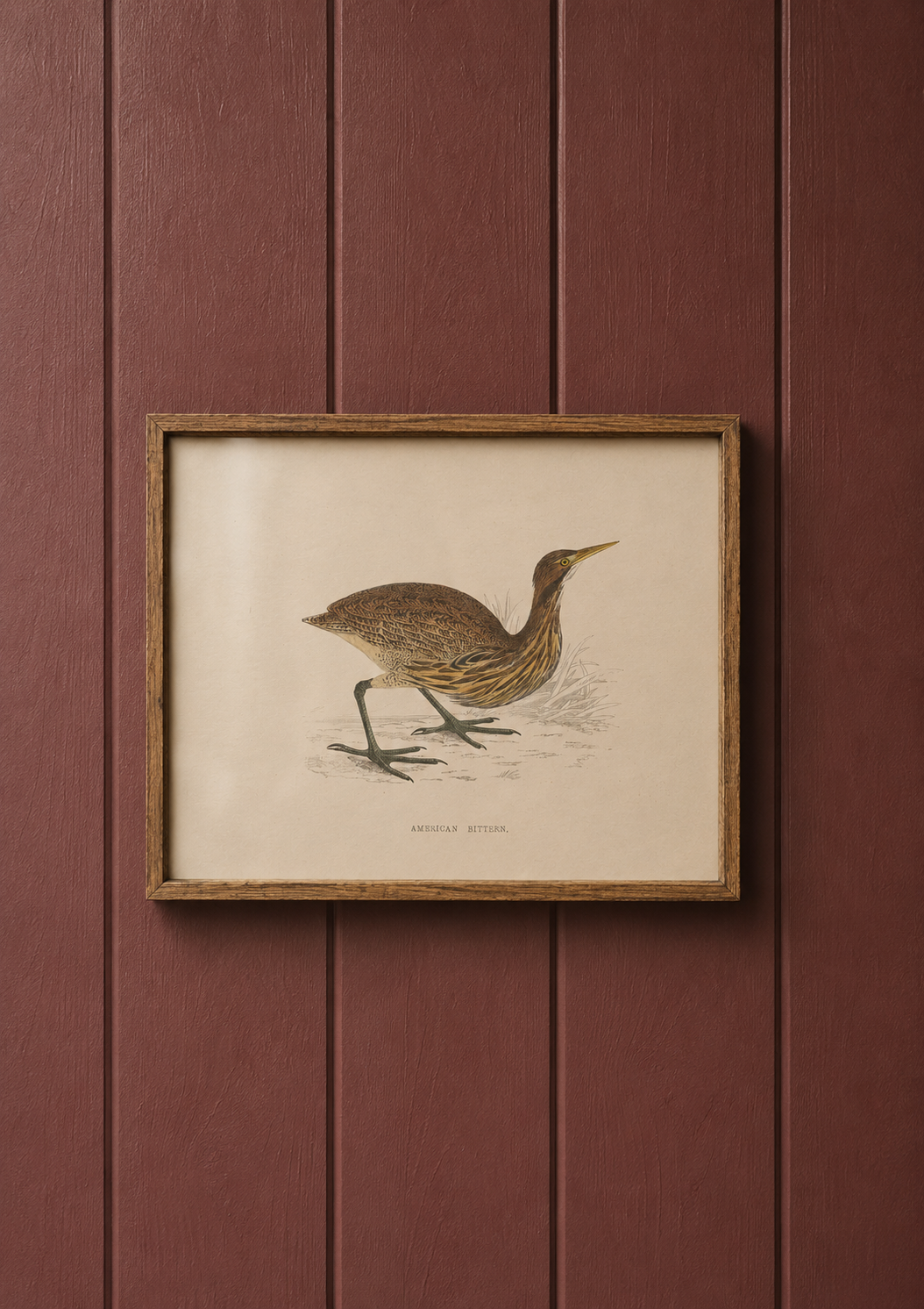 American Bittern