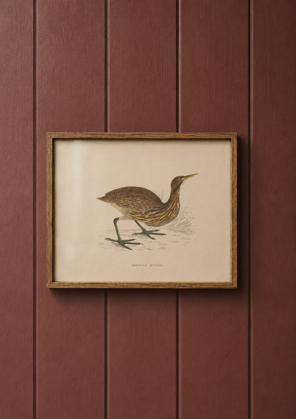 American Bittern