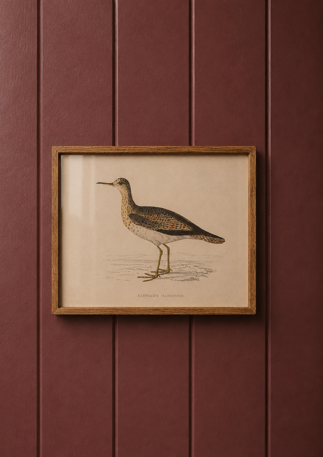 Bartrams Sandpiper