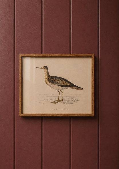Bartrams Sandpiper