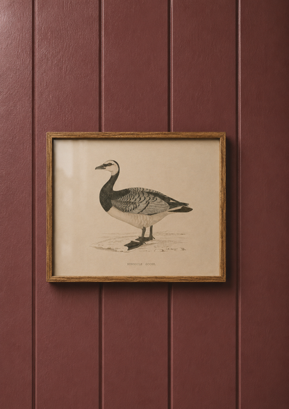Barnacle Goose