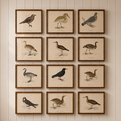 Chough